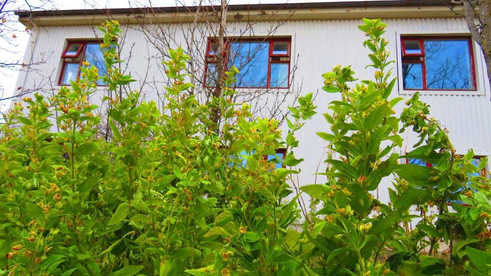 The house from the garden